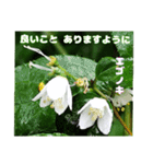 初夏 6月の山野草で ご挨拶（個別スタンプ：36）
