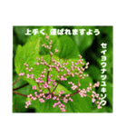 初夏 6月の山野草で ご挨拶（個別スタンプ：37）
