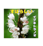 初夏 6月の山野草で ご挨拶（個別スタンプ：38）
