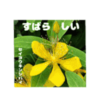 初夏 6月の山野草で ご挨拶（個別スタンプ：39）
