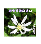初夏 6月の山野草で ご挨拶（個別スタンプ：40）