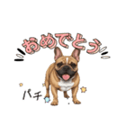 『フレンチブル』のスタンプ（個別スタンプ：12）