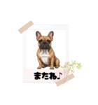『フレンチブル』のスタンプ（個別スタンプ：18）