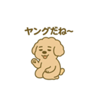 トイプードルこむぎ＆ぬぼた昭和スタンプ（個別スタンプ：1）