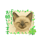 かわいいシャム猫友情出演白猫40個スタンプ（個別スタンプ：7）