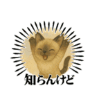 かわいいシャム猫友情出演白猫40個スタンプ（個別スタンプ：31）