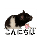 ハムスター 日常編9（個別スタンプ：1）