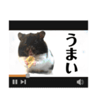 ハムスター 日常編9（個別スタンプ：4）