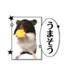 ハムスター 日常編9（個別スタンプ：5）