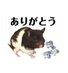 ハムスター 日常編9（個別スタンプ：11）