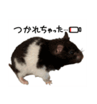 ハムスター 日常編9（個別スタンプ：31）