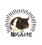 ハムスター 日常編9（個別スタンプ：40）