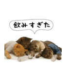 面白にゃんこ(酒)（個別スタンプ：1）