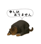 面白にゃんこ(酒)（個別スタンプ：5）