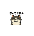 ゆるっとブチャカワ猫スタンプ（個別スタンプ：1）