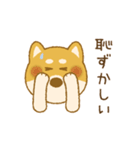 しばいぬさん（赤）（個別スタンプ：24）