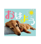 いなめいスタンプ（個別スタンプ：3）