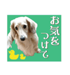 いなめいスタンプ（個別スタンプ：6）