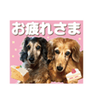 いなめいスタンプ（個別スタンプ：8）