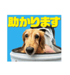 いなめいスタンプ（個別スタンプ：12）
