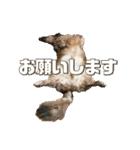 いなめいスタンプ（個別スタンプ：25）