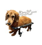 いなめいスタンプ（個別スタンプ：30）
