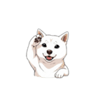 【敬礼犬 2】（個別スタンプ：6）