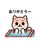 ず～っと使える♡かわいい日常 柴犬（個別スタンプ：1）