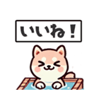 ず～っと使える♡かわいい日常 柴犬（個別スタンプ：13）
