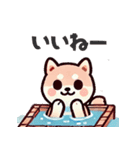 ず～っと使える♡かわいい日常 柴犬（個別スタンプ：14）