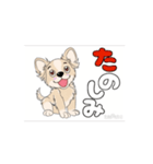 チワワ犬の楽しいスタンプ3（個別スタンプ：3）