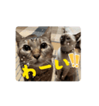 あずき＆くるみのスタンプpart3（個別スタンプ：6）