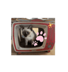 あずき＆くるみのスタンプpart3（個別スタンプ：8）