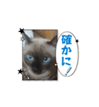 あずき＆くるみのスタンプpart3（個別スタンプ：13）