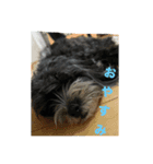 一般家庭の犬スタンプ（個別スタンプ：4）