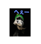 一般家庭の犬スタンプ（個別スタンプ：5）