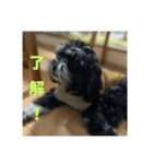 一般家庭の犬スタンプ（個別スタンプ：6）