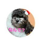 一般家庭の犬スタンプ（個別スタンプ：8）