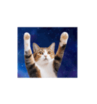 動く！驚く！宇宙猫2 -Space Cat-（個別スタンプ：9）