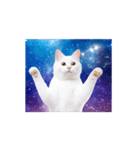動く！驚く！宇宙猫2 -Space Cat-（個別スタンプ：13）