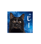動く！驚く！宇宙猫2 -Space Cat-（個別スタンプ：14）