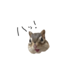 シマリス のかお（個別スタンプ：1）