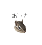 シマリス のかお（個別スタンプ：3）