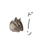 シマリス のかお（個別スタンプ：7）