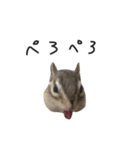 シマリス のかお（個別スタンプ：8）