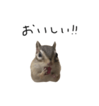 シマリス のかお（個別スタンプ：11）