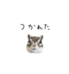 シマリス のかお（個別スタンプ：13）