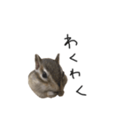 シマリス のかお（個別スタンプ：15）