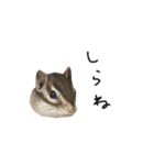 シマリス のかお（個別スタンプ：16）