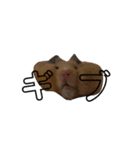 もぐ、とろのハムスタースタンプですわよ！（個別スタンプ：12）